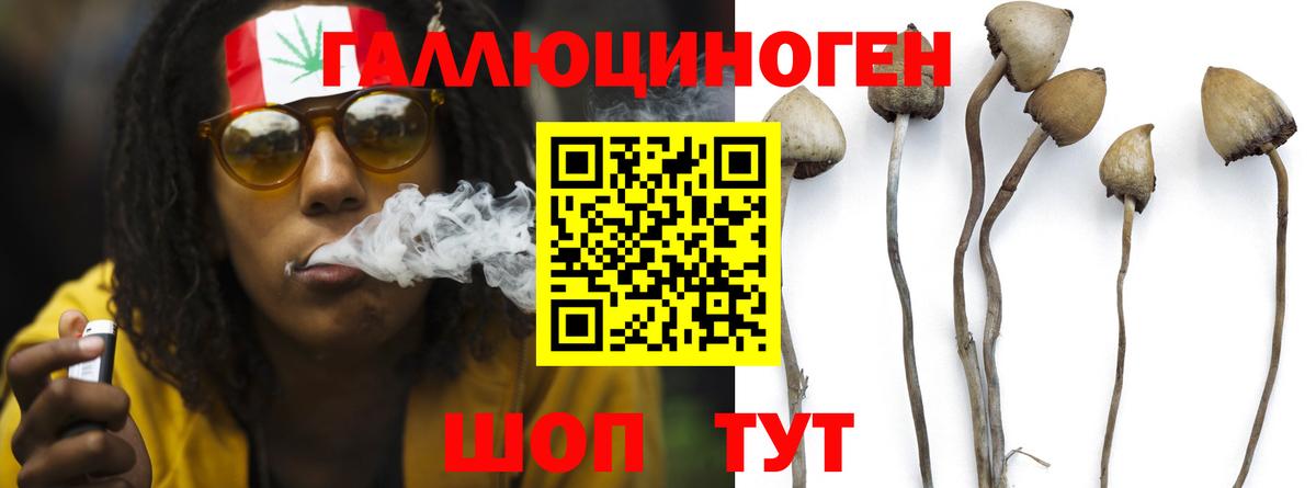 Галлюциногенные грибы Cubensis  Вход с VPN  Нижний Новгород  Галлюциногенные грибы мицелий 